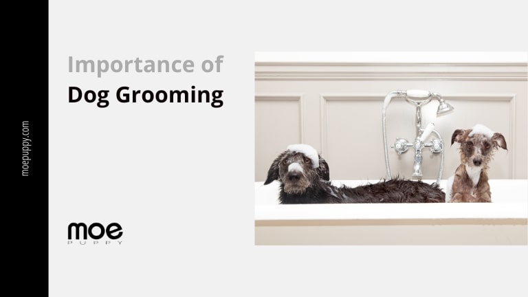 The Importance of Dog Grooming