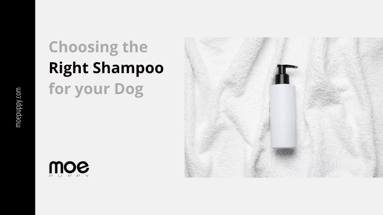10 Best Tips For Choosing The Right Shampoo For Your Dog
