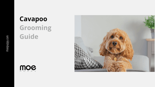 Cavapoo: The Increasingly Popular Cross Breed - Moe Puppy