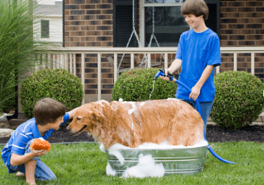 How to Bathe a Dog: Step-by-Step Tips