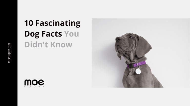 10 Most Fascinating Facts About Dogs That You Might Be Unaware Of - Moe Puppy