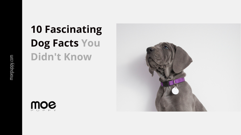 10 Most Fascinating Facts About Dogs That You Might Be Unaware Of