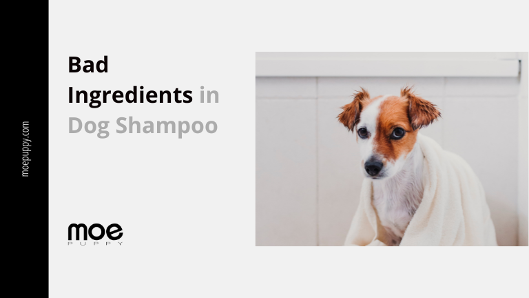 Worst Ingredients Present In Your Dog Shampoos That Must Be Avoided.