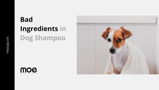 Worst Ingredients Present In Your Dog Shampoos That Must Be Avoided. - Moe Puppy