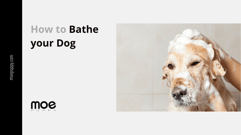 A Basic Guide On How To Bathe Your Dog? - Moe Puppy