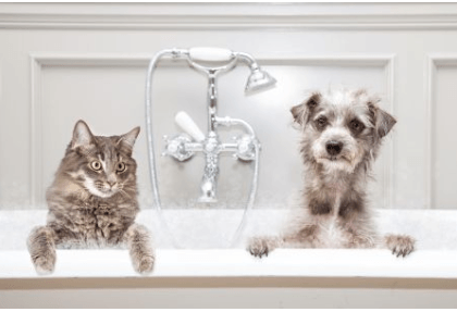 Best Ways To Groom Your Pet Dogs And Cats Without Any Hassle