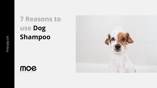 7 Reasons Why Is Dog Shampoo Perfect For Dogs? - Moe Puppy