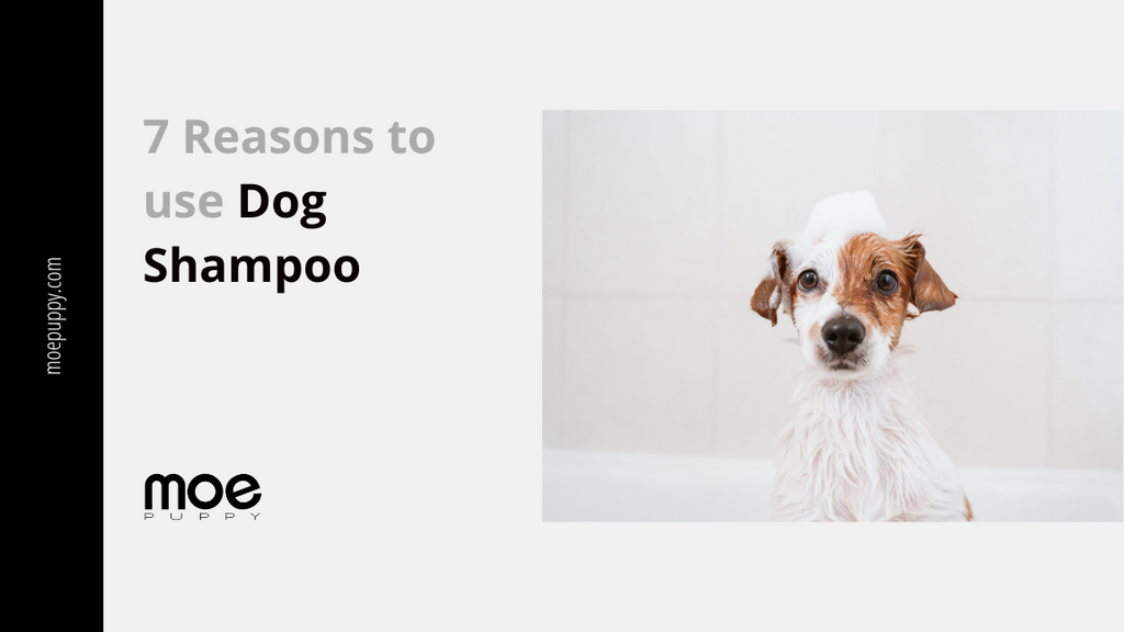 7 Reasons Why Is Dog Shampoo Perfect For Dogs?