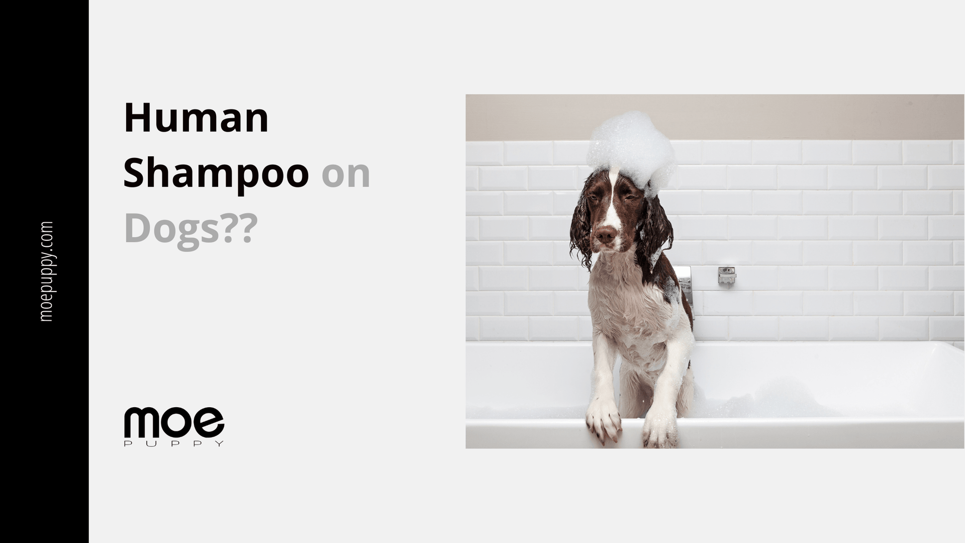 Can We Use Human Shampoo On Dogs Here is the Answer Moe Puppy