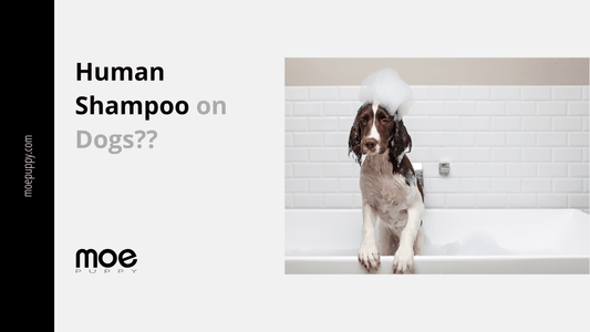 Can We Use Human Shampoo On Dogs | Here is the Answer - Moe Puppy