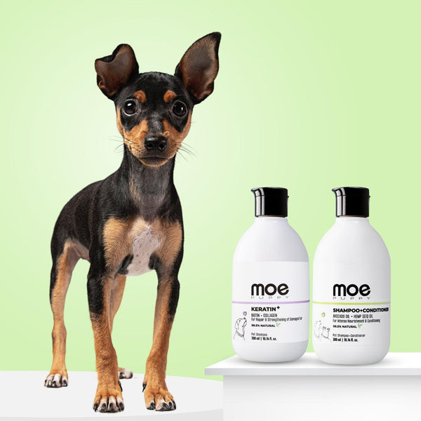 Best shampoo for chihuahua hot sale puppy