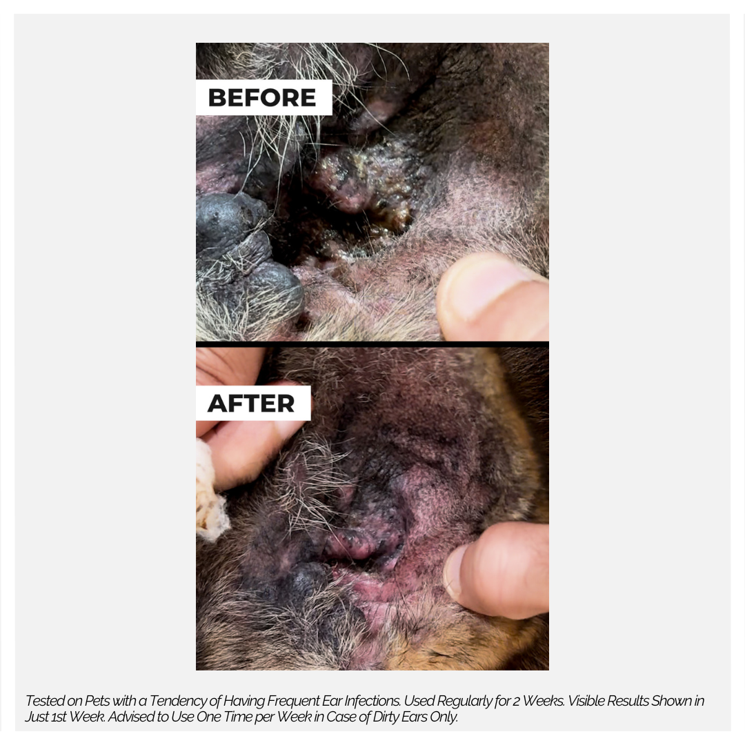 Moe Puppy Ear Care+ - Dog Ear Cleaner, before and after of dog ear